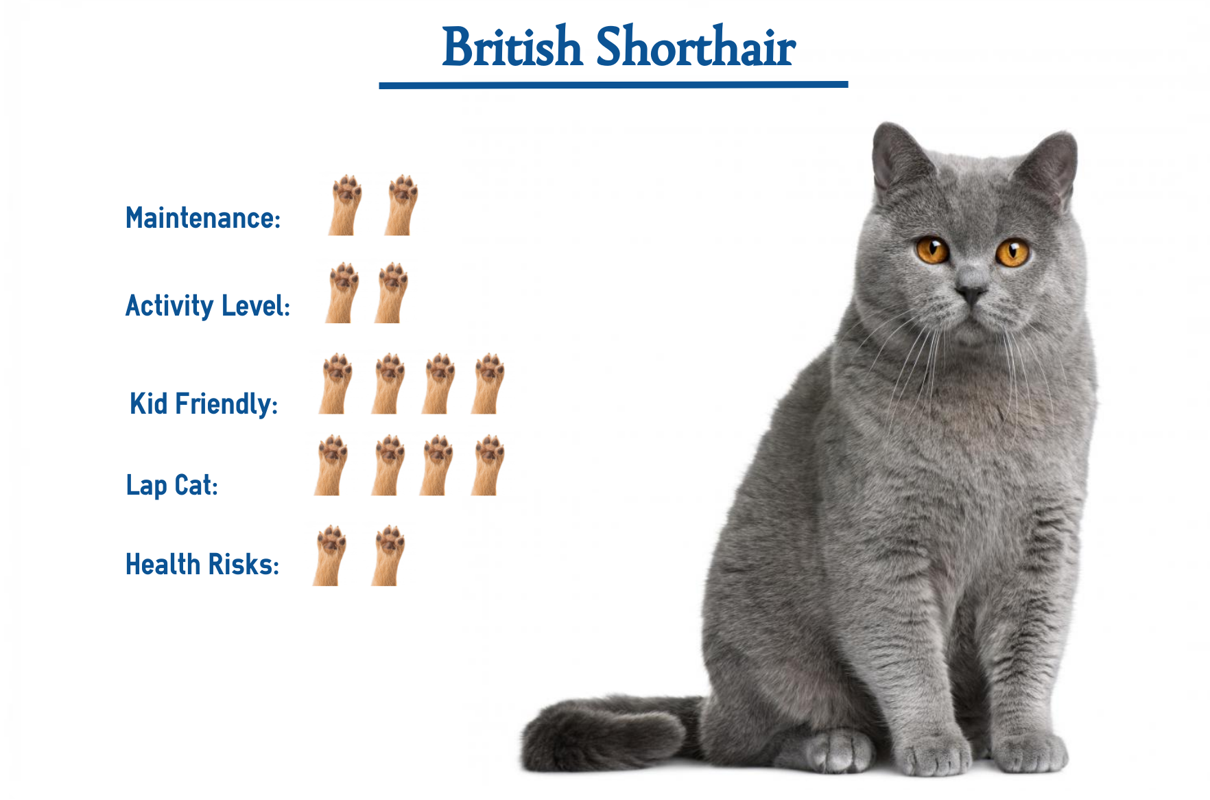 How To Breed British Shorthair Cats